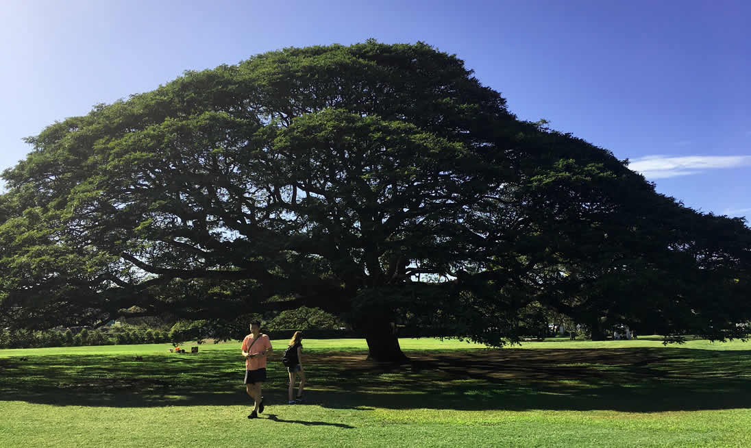 写真：大きな木