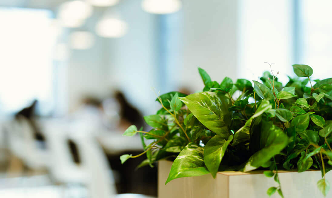 写真：社内にある植物